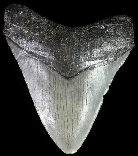 Juvenile Megalodon Tooth #63972